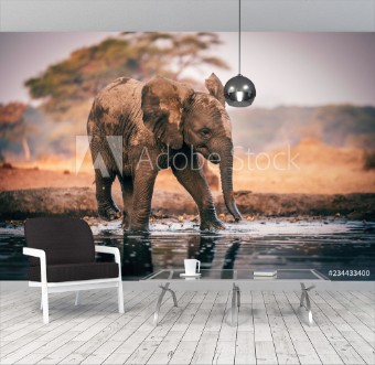 Afbeeldingen van Elefantenbaby am Wasserloch Senyati Safari Camp Botswana